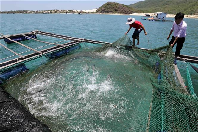 Hội Nông dân tỉnh Khánh Hoà đứng ra tín chấp cho các hộ nông dân vay vốn phát triển sản xuất mang lại hiệu quả tốt (2019). Ảnh: Trần Việt - TTXVN