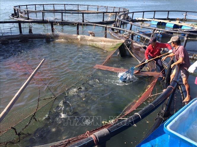 Hộ nông dân Nguyễn Duy Hải, xã Long Sơn, thành phố Vũng Tàu ứng dụng công nghệ nuôi lồng tròn và nhuộm lưới không bám bẩn để nuôi cá lồng bè (2019). Ảnh: Hoàng Nhị - TTXVN