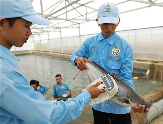 Kiểm tra mã số được ứng dụng gắn chip điện tử vào cá để theo dõi cho sinh sản theo cặp bố mẹ, đảm bảo cho chất lượng con giống tốt nhất tại Khu nghiên cứu chọn lọc đàn cá bố mẹ và sản xuất cá tra giống công nghệ cao (Tập đoàn Việt - Úc, 2021). Ảnh: Vũ Sinh - TTXVN