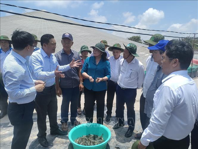 Ngày 9/4/2024, Đoàn công tác của Trung ương Hội Nông dân Việt Nam do ông Lương Quốc Đoàn, Ủy viên Trung ương Đảng, Chủ tịch Trung ương Hội làm trưởng đoàn, làm việc với Hội Nông dân tỉnh Bến Tre về công tác Hội và phong trào nông dân của tỉnh. Trong ảnh: Đại biểu tham quan mô hình nuôi tôm công nghệ cao tại huyện Thạnh Phú. Ảnh: Huỳnh Phúc Hậu - TTXVN