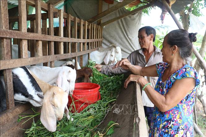 Mô hình nuôi dê vỗ béo được nhiều hộ dân ở Bến Tre, nhất là người dân vùng biển giới, người nghèo lựa chọn để phát triển kinh tế, vươn lên thoát nghèo (2019). Ảnh: Huỳnh Phúc Hậu - TTXVN