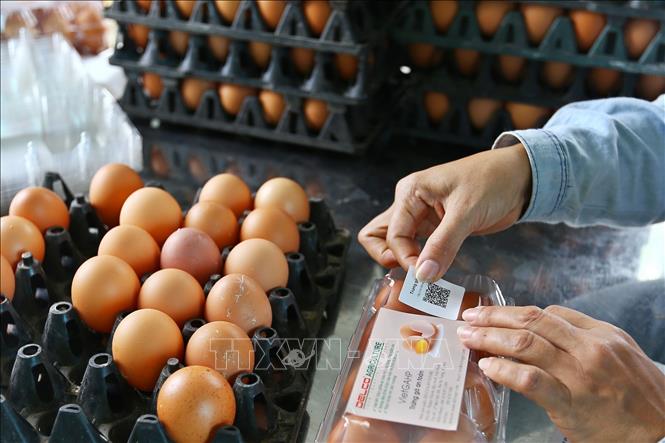 Sản phẩm trứng gà của Delco Farm (xã Nguyệt Đức, huyện Thuận Thành, Bắc Ninh) đều được gắn mà QR code, để kiểm tra xuất xứ và quy trình sản xuất của sản phẩm (2019). Ảnh: Minh Quyết - TTXVN