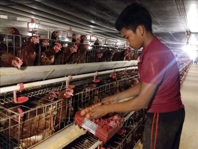 Ứng dụng công nghệ cao trong chăn nuôi, mang lại hiệu quả kinh tế cao cho người nông dân Việt Nam. Trong ảnh: Thu hoạch trứng gà được nuôi trong phòng lạnh khép kín tại trang trại của bà Nguyễn Thị Ngọc Bông (huyện Châu Đức, Bà Rịa-Vũng Tàu). Ảnh: Hoàng Nhị - TTXVN