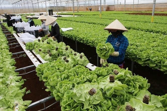 Thu hoạch rau tại trang trại của gia đình nông dân Nguyễn Văn Công ở xã Đa Quyn, huyện Đức Trọng, tỉnh Lâm Đồng (2017). Xã đạt chuẩn Nông thôn mới năm 2015. Ảnh: Vũ Sinh - TTXVN