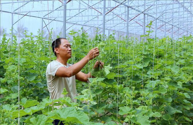 Ứng dụng khoa học công nghệ vào sản xuất nông nghiệp tạo ra những sản phẩm nông nghiệp công nghệ cao là xu hướng tất yếu giúp sản xuất nông nghiệp phát triển vượt bậc, thay đổi bức tranh nông nghiệp Việt Nam. Trong ảnh: Trồng dưa trong nhà kính theo công nghệ của Israel, mang lại hiệu quả kinh tế cao cho hộ nông dân tại xã Kiến Quốc, huyện Kiến Thụy (Hải Phòng). Ảnh: Minh Thu - TTXVN