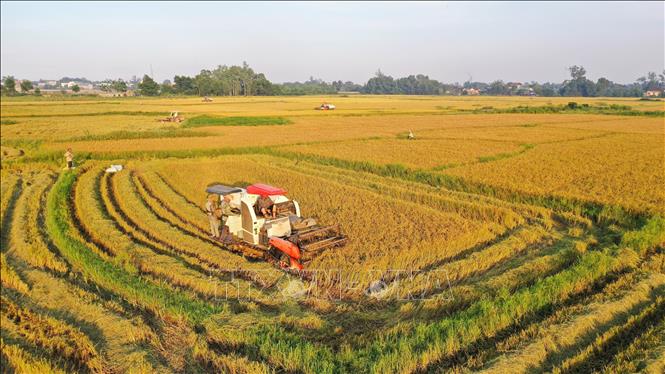 Nông dân huyện Cam Lộ (Quảng Trị) thu hoạch lúa Đông Xuân 2021. Ảnh: Hồ Cầu - TTXVN