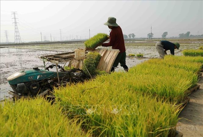 Hà Nội đang rút ngắn khoảng cách, thúc đẩy tăng trưởng kinh tế, đẩy nhanh quá trình công nghiệp hóa, hiện đại hóa Thủ đô. Trong ảnh: Nông dân chuẩn bị mạ để cấy bằng máy ở khu vực thị trấn Quốc Oai, huyện Quốc Oai (Hà Nội). Ảnh: Vũ Sinh - TTXVN