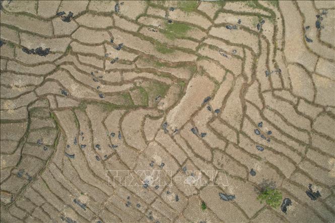 Cánh đồng lúa khô hạn tại tỉnh Tây Java, Indonesia. Ảnh: THX/TTXVN phát
