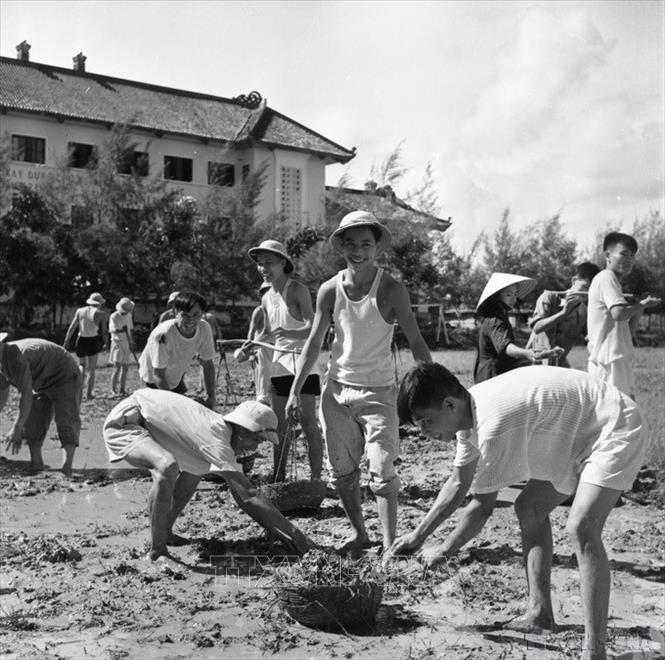 Sinh viên Đại học Bách Khoa Hà Nội lao động tại sân trường những năm đầu thành lập. Ảnh: Vũ Tín – TTXVN