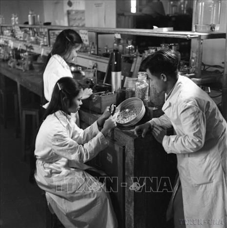 Sinh viên Bộ môn Hóa (ĐH Bách Khoa) đang đo thủy phân của ngô giống (1963). Ảnh: Vũ Tín – TTXVN 