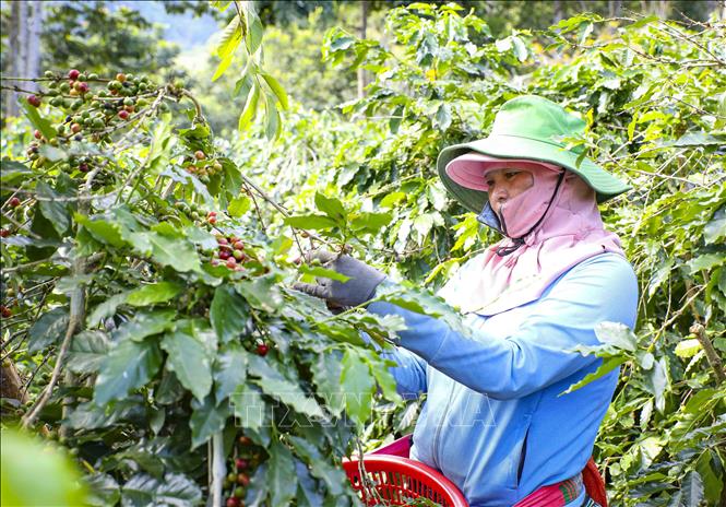Người dân xã Mường Ảng, tỉnh Điện Biên thu hoạch cà phê chín. Ảnh: Xuân Tư - TTXVN