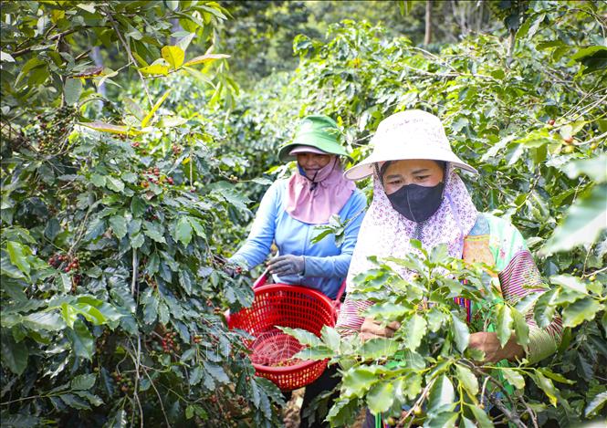 Người dân thu hoạch cà phê trong những ngày cao điểm của mùa vụ tại xã Mường Ảng, tỉnh Điện Biên. Ảnh: Xuân Tư - TTXVN