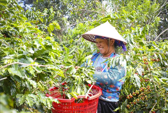 Người dân xã Mường Ảng (Điện Biên) thu hoạch cà phê. Ảnh: Xuân Tư - TTXVN