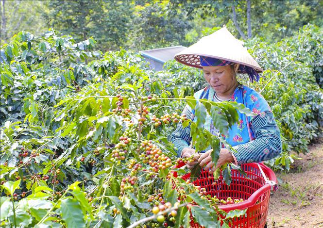 Người dân xã Mường Ảng (Điện Biên) thu hoạch cà phê. Ảnh: Xuân Tư - TTXVN