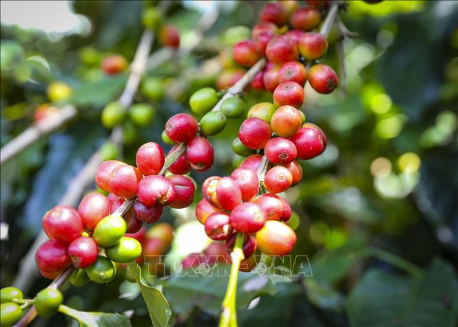 Những chùm cà phê chín đỏ chờ thu hái. Ảnh: Xuân Tư - TTXVN