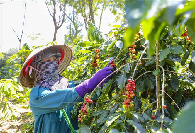 Người dân xã Mường Ảng, tỉnh Điện Biên thu hoạch cà phê. Ảnh: Xuân Tư - TTXVN