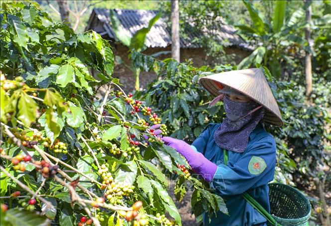 Nông dân Mường Ảng (Điện Biên) thu hoạch cà phê. Ảnh: Xuân Tư - TTXVN
