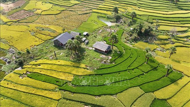 Vẻ đẹp yên bình của Bản Tèn trong mùa lúa chín. Ảnh: Hoàng Nguyên - TTXVN