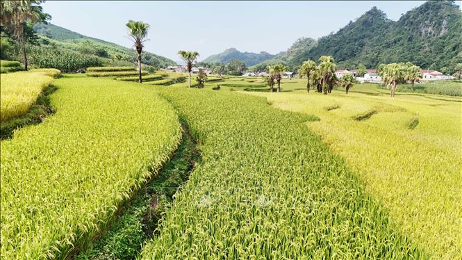 Những thửa ruộng bậc thang ở Bản Tèn vào mùa lúa chín. Ảnh: Hoàng Nguyên - TTXVN