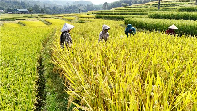Người dân Bản Tèn thu hoạch lúa. Ảnh: Hoàng Nguyên - TTXVN