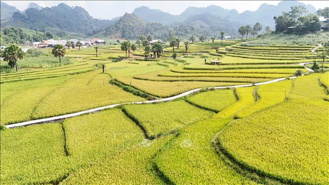 Những thửa ruộng bậc thang ở Bản Tèn vào mùa lúa chín. Ảnh: Hoàng Nguyên - TTXVN