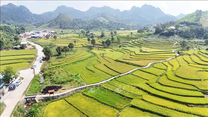 Một góc Bản Tèn vào mùa lúa chín. Ảnh: Hoàng Nguyên - TTXVN