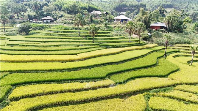 Mùa lúa chín trên Bản Tèn. Ảnh: Hoàng Nguyên - TTXVN