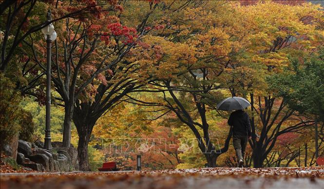 Cảnh đẹp mùa thu ở Daegu, Hàn Quốc. Ảnh: YONHAP/TTXVN phát