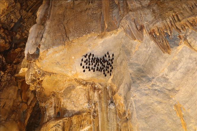Beyond its natural beauty, the site holds archaeological evidence, including mollusc shells near the entrance, offering insights into how prehistoric inhabitants obtained food and adapted to their environment. VNA Photo: Thùy Dung 