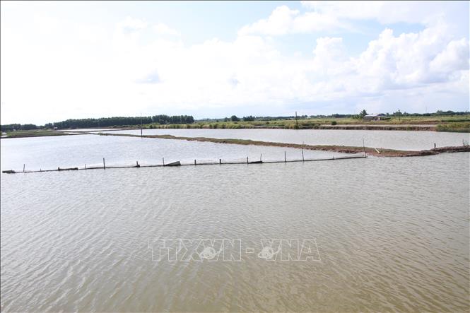 Diện tích nuôi tôm trên địa bàn tỉnh Cà Mau đạt khoảng 417.800 ha. Ảnh: Chanh Đa-TTXVN