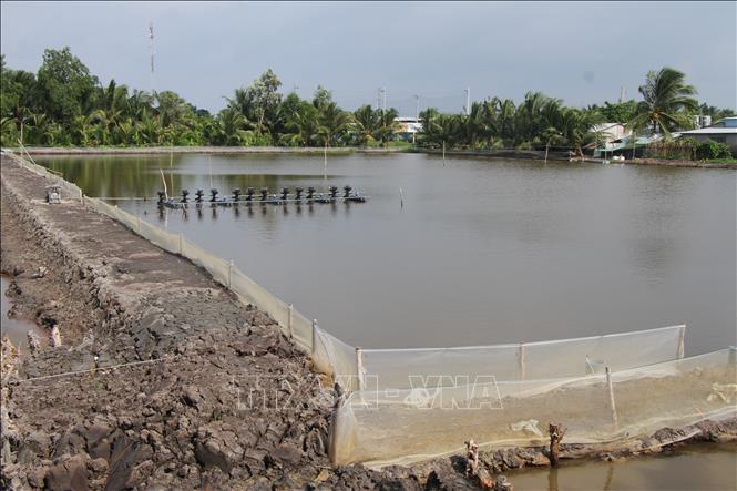 Nông dân xã Vĩnh Lộc (tỉnh Cà Mau) nuôi tôm trên nền ao đất trong vụ mùa 2026. Ảnh: Chanh Đa-TTXVN