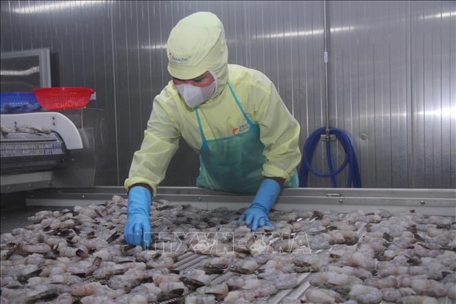 Cà Mau định hướng phát triển ngành tôm trở thành ngành kinh tế chủ lực, với tổ chức sản xuất phù hợp và ứng dụng công nghệ tiên tiến nhằm nâng cao năng suất, sản lượng, chất lượng. Ảnh: Chanh Đa-TTXVN