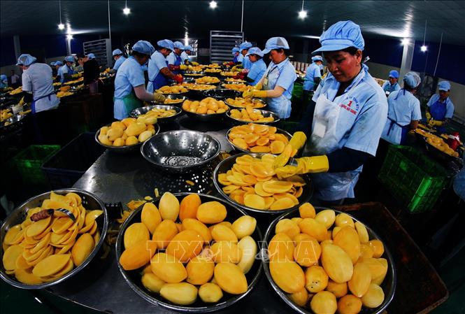 Thành phố Cần Thơ đẩy mạnh liên kết chuỗi giá trị, nâng cao tỷ lệ chế biến và mở rộng thị trường tiêu thụ để góp phần giảm rủi ro về giá cả, hạn chế tình trạng ùn ứ nông sản và nâng cao thu nhập cho người sản xuất. Ảnh: Duy Khương – TTXVN
