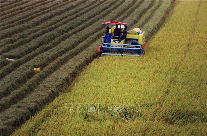 Khu vực nông, lâm nghiệp và thủy sản được Cần Thơ đặt mục tiêu tăng 5,35% trong quý IV, dự kiến sản lượng lúa đạt khoảng 600.396 tấn và sản lượng thủy sản đạt 273.888 tấn. Ảnh: Duy Khương – TTXVN