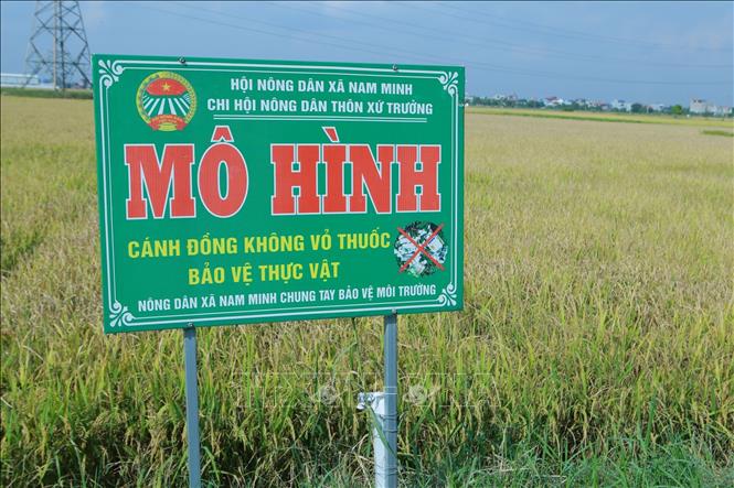 Xã Nam Minh xây dựng cánh đồng không vỏ thuốc bảo vệ thực vật, góp phần nâng cao nhận thức, từng bước hình thành thói quen của người dân trong bảo vệ môi trường. Ảnh: Công Luật - TTXVN
