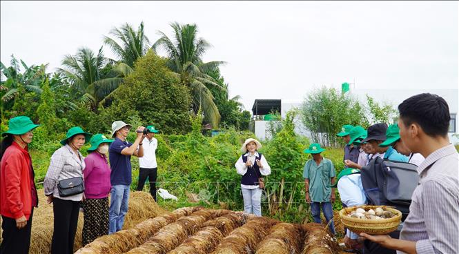 Ban tổ chức hội thảo tham quan mô hình trồng nấm rơm thuộc Dự án “Chuyển đổi chuỗi giá trị lúa gạo ứng phó với biến đổi khí hậu và phát triển bền vững khu vực ĐBSCL