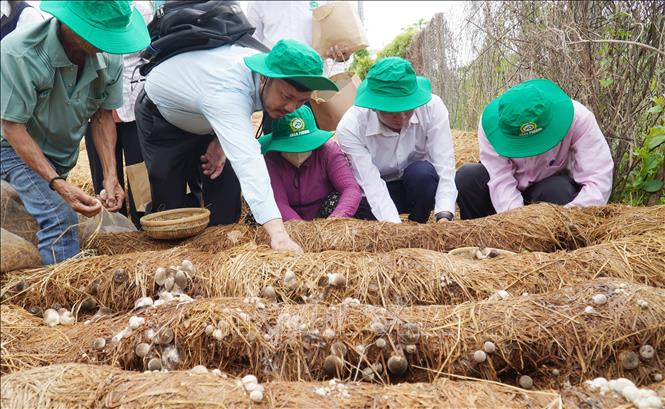 Các đại biểu thu hoạch nấm rơm, (mô hình thuộc Dự án “Chuyển đổi chuỗi giá trị lúa gạo ứng phó với biến đổi khí hậu và phát triển bền vững khu vực ĐBSCL