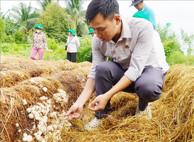 Mô hình trồng nấm rơm thuộc Dự án “Chuyển đổi chuỗi giá trị lúa gạo ứng phó với biến đổi khí hậu và phát triển bền vững khu vực ĐBSCL