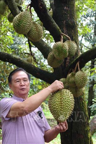 Những nhà đầu tư, kinh doanh sầu riêng người Trung Quốc đến tận vườn sầu riêng tại Đắk Lắk để thúc đẩy kinh doanh; biên độ lợi nhuận và dư địa kinh doanh mặt hàng này vẫn còn vô cùng lớn. Ảnh: Kha Phạm - TTXVN 
