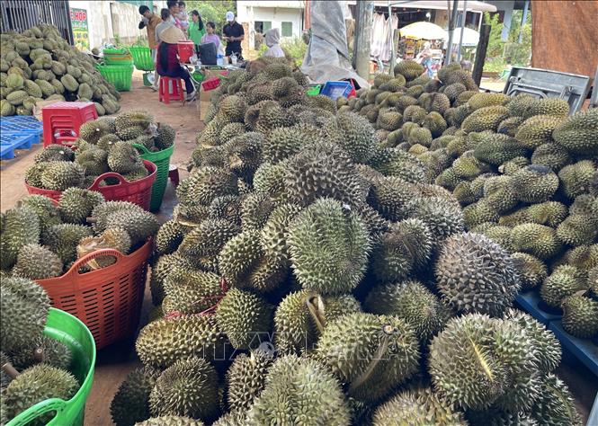 Sầu riêng chín rụng không kịp thu hái kịp thời tại các vườn sầu riêng có mã số vùng trồng được thu gom bán rẻ, làm giảm giá trị loại trái cây tỷ đô. Ảnh: Kha Phạm - TTXVN 