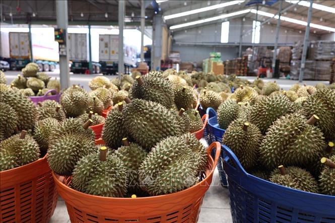 Sầu riêng có mã số vùng trồng được thu mua vào nhà máy sơ chế trước khi được dán tem, đóng gói xuất khẩu chính ngạch. Ảnh: Kha Phạm - TTXVN 