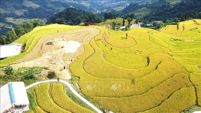 Những thửa ruộng uốn lượn theo địa hình sườn núi. Ảnh: Minh Tâm - TTXVN