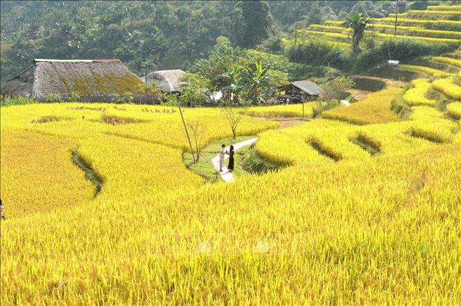 Bước chân trên lối nhỏ giữa mùa vàng Xà Phìn. Ảnh: Minh Tâm - TTXVN