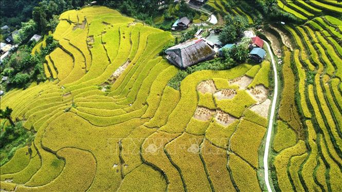 Nhìn từ trên cao, ruộng vàng ôm lấy nếp nhà. Ảnh: Minh Tâm - TTXVN