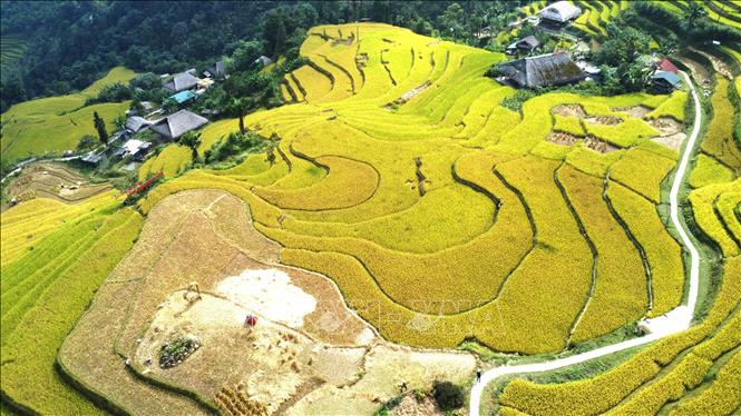 Đường vào bản len giữa những thửa ruộng mùa gặt. Ảnh: Minh Tâm - TTXVN
