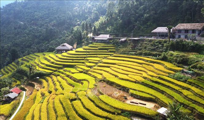 Ruộng đã gặt xen giữa những tầng lúa chín vàng. Ảnh: Minh Tâm - TTXVN