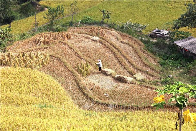 Người dân thu hoạch lúa trên ruộng bậc thang Xà Phìn. Ảnh: Minh Tâm - TTXVN