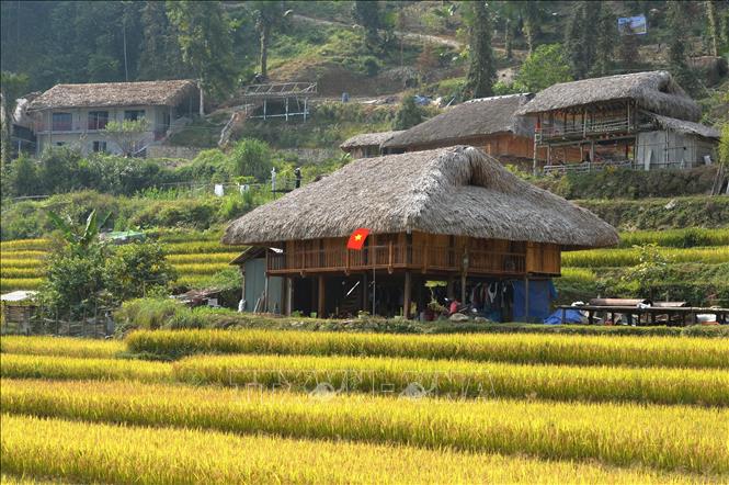 Nếp nhà sàn nép bên những thửa ruộng chín vàng. Ảnh: Minh Tâm - TTXVN