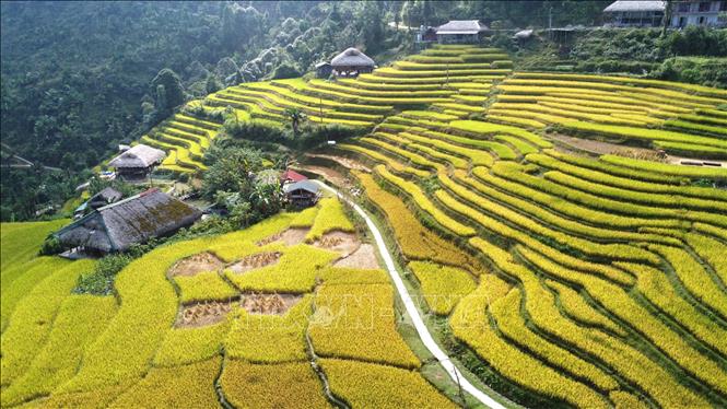 Con đường nhỏ men theo những tầng ruộng vàng óng. Ảnh: Minh Tâm - TTXVN