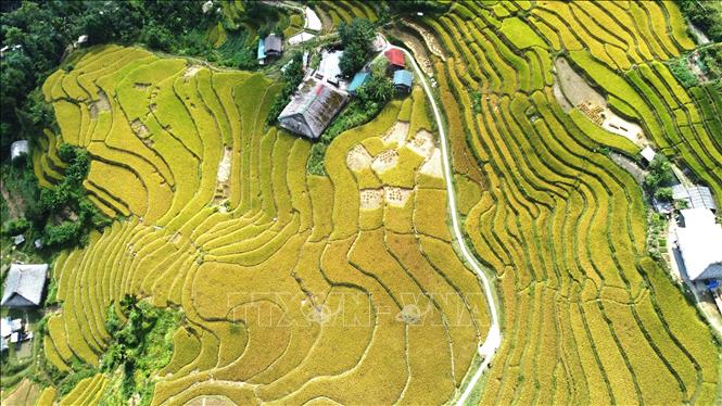 Toàn cảnh ruộng bậc thang Xà Phìn vào mùa lúa chín. Ảnh: Minh Tâm - TTXVN